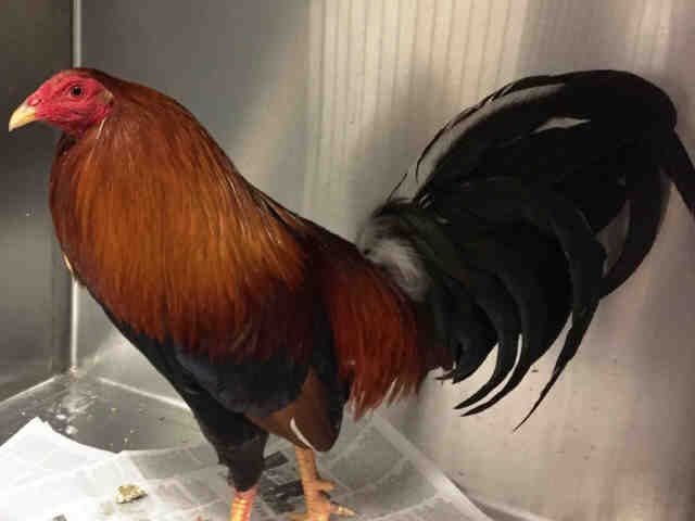 Adopt A1838873 a Chicken