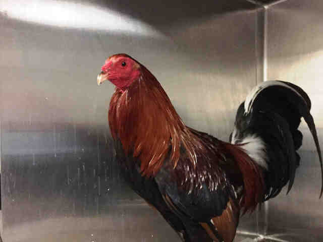 Adopt A1838874 a Chicken