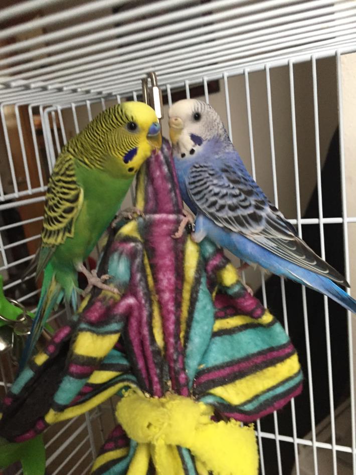 Adopt Sky & Star (BONDED PAIR) a Green Parakeet - Other bird in Fort Collins