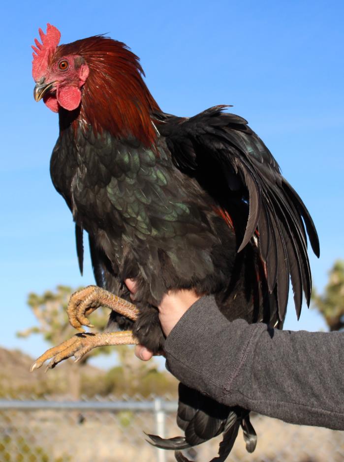 Adopt Popcorn Lord Darnley a Red Chicken bird in Yucca Valley, CA (20713613)