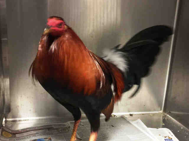 Adopt A1838870 a Chicken