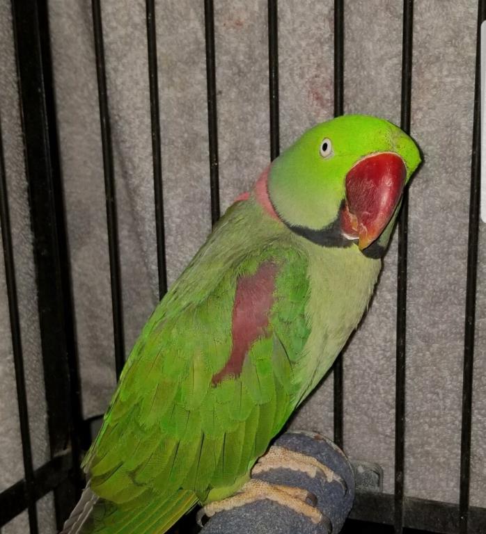 Adopt Alex a Parakeet (Other)