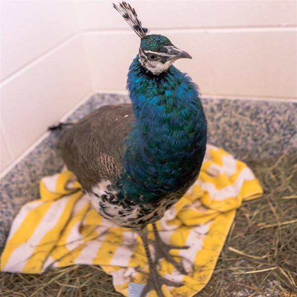 Adopt Prince Meriwether a Peacock bird in Golden, CO (24851549)