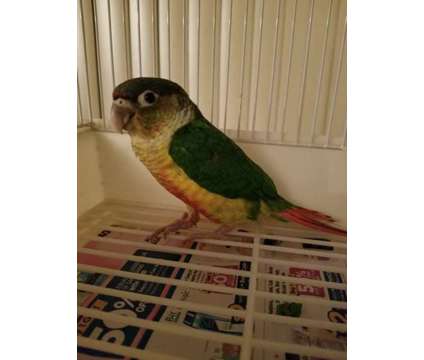 Conure baby, yellow sided