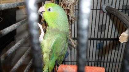 Adopt Elle a Green Parrot - Other / Mixed bird in Cocoa, FL (20718683)
