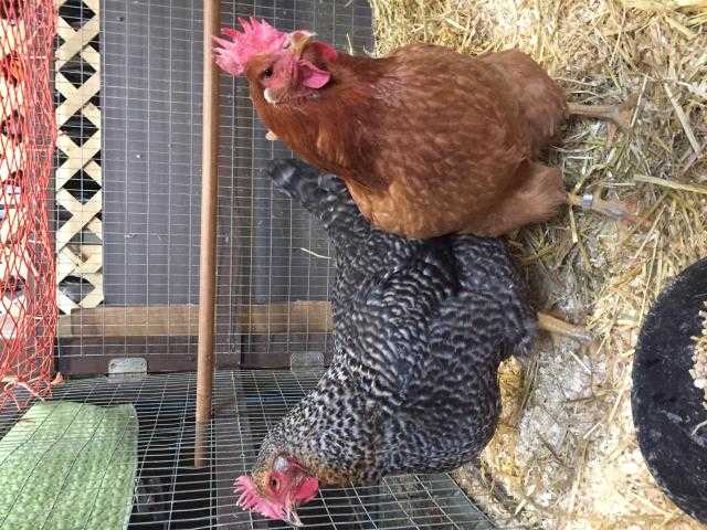 Adopt SHIRLEY a Black Chicken / Mixed bird in Methuen, MA (20494980)