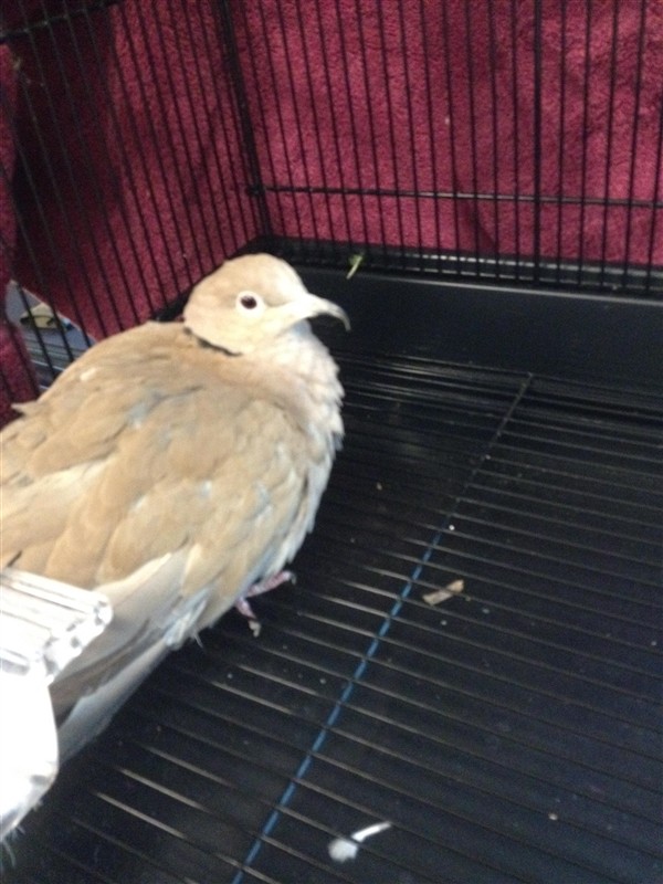 Adopt a Dove bird in Norman, OK (20501114)