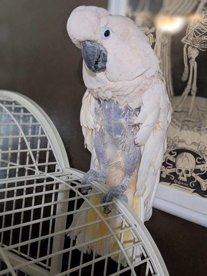 Adopt Phoenix a Cockatoo