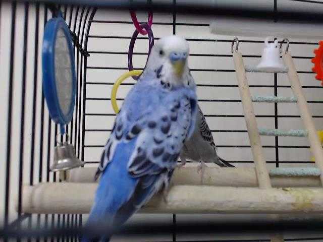 Adopt FERB a Blue Parakeet - Other / Mixed bird in Palmer, AK (24254350)