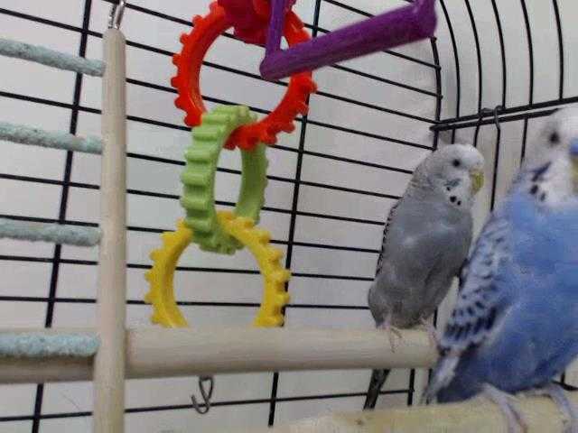 Adopt PHINEAS a Gray Parakeet - Other / Mixed bird in Palmer, AK (24254352)
