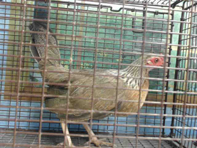 Adopt A521742 a Chicken