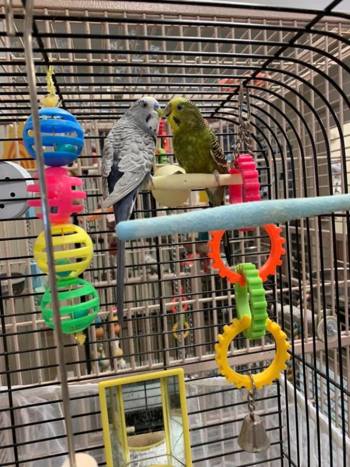 Adopt Pete & Pete a Parakeet (Other)