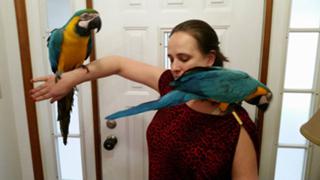 Beautiful M/F Blue and Gold Macaw