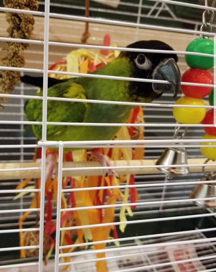 Adopt Nanday a Conure