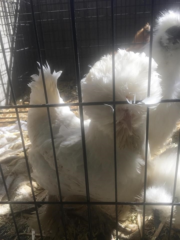 Adopt Hs217938 a Chicken