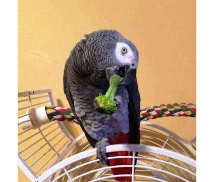 XMAS Congo African Grey parrots $600 each