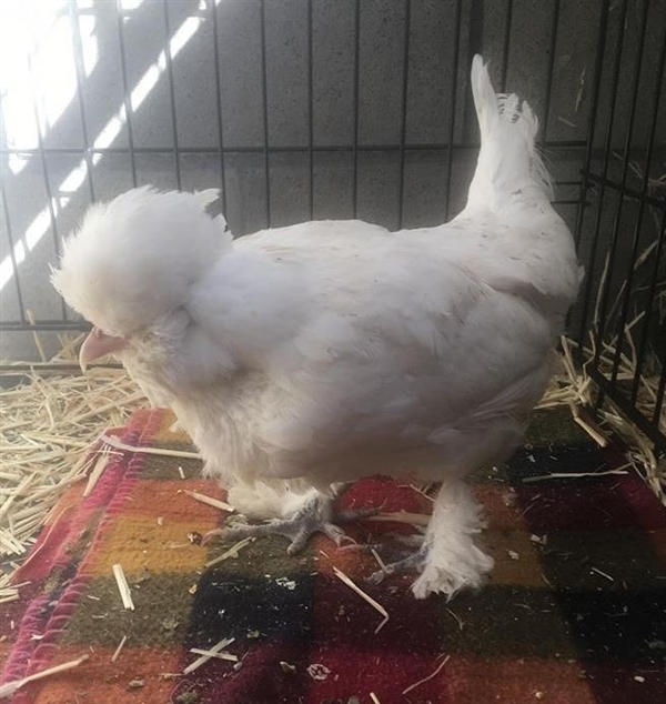 Adopt Hs217932 a Chicken