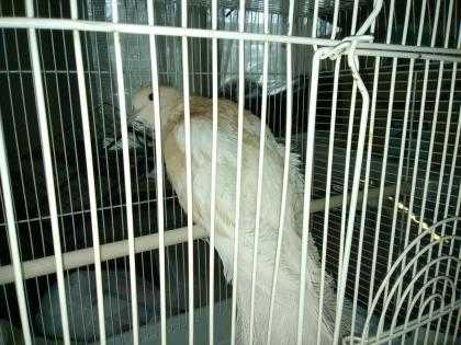 Adopt Pigwidgeon a White Other/Unknown / Mixed bird in Lowell, MA (24719915)