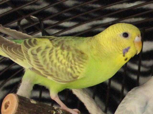 Adopt GARUDA a Green Parakeet - Other / Mixed bird in Fort Wayne, IN (24716390)