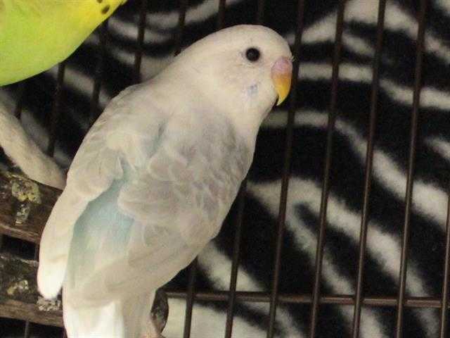 Adopt SHIVA a Black Parakeet - Other / Mixed bird in Fort Wayne, IN (24716392)
