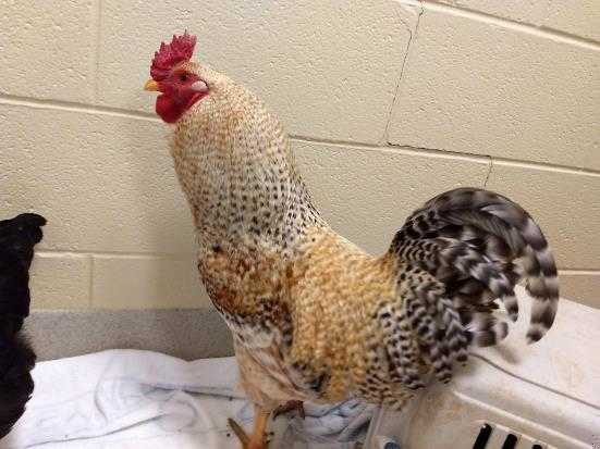 Adopt *GOOSE a Black Chicken / Mixed bird in Chapel Hill, NC (24714046)