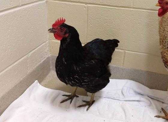 Adopt *PENGUIN a Black Chicken / Mixed bird in Chapel Hill, NC (24714045)