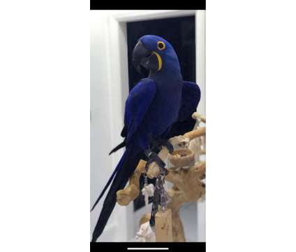 dgsadga Hyacinth Macaw Parrots