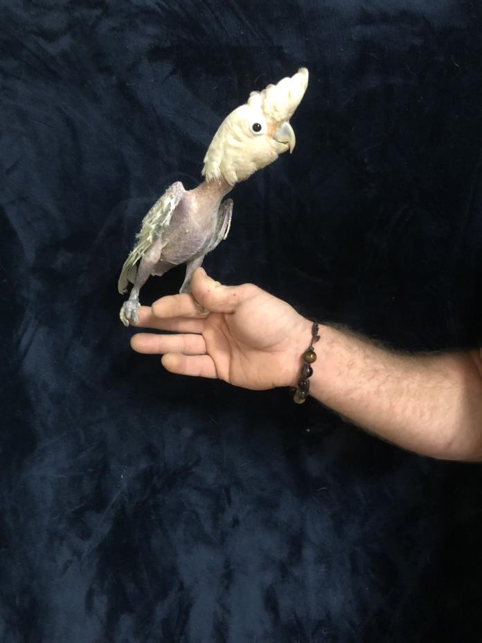 Adopt Turkey a Cockatoo
