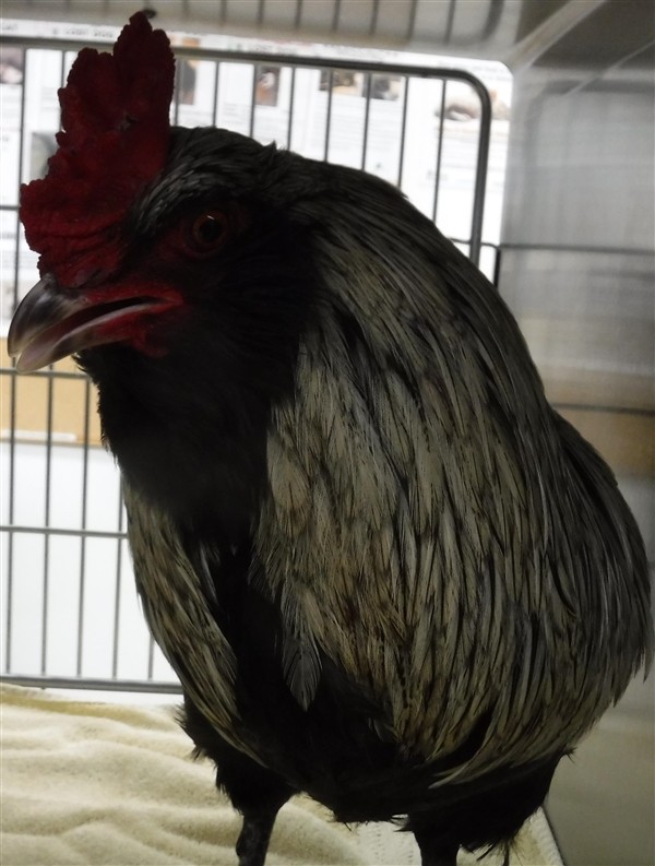 Adopt Cornelius a Chicken bird in Silverdale, WA (24714858)