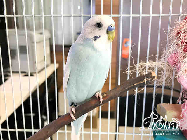 Adopt BENTLEY a Parakeet (Other)