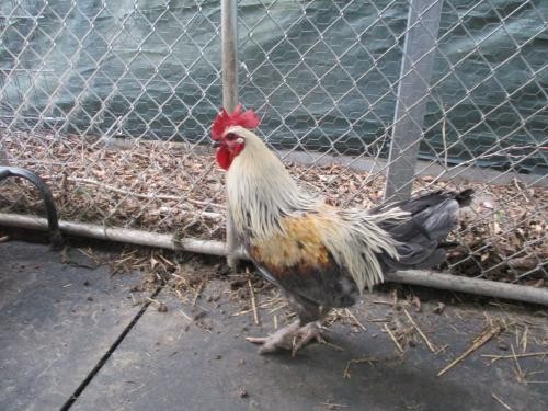 Adopt 122514 a Chicken bird in Olympia, WA (24715364)
