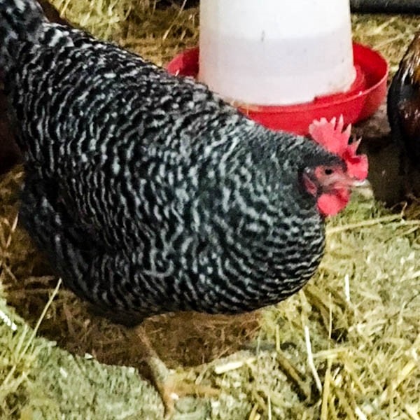 Adopt Eula a Chicken bird in Des Moines, IA (24699627)