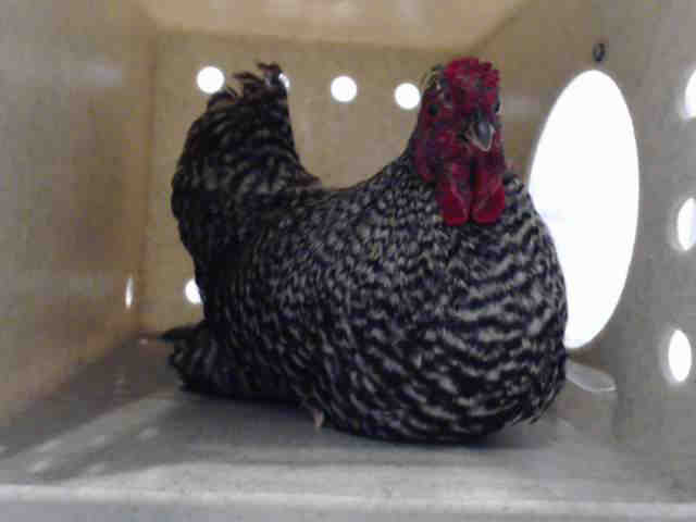 Adopt A5250343 a Chicken