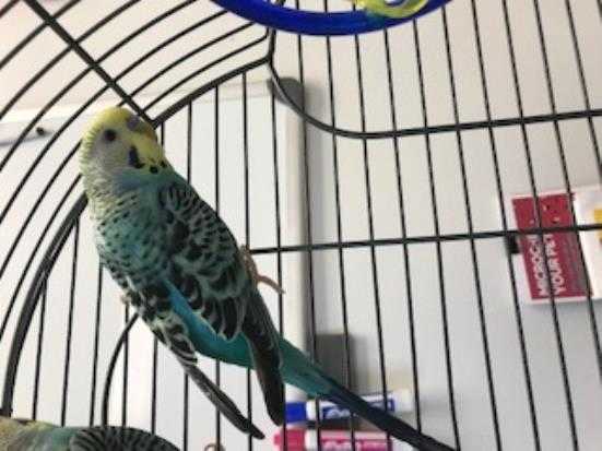 Adopt a Blue Parakeet - Other / Mixed bird in Lincolnton, NC (24704051)