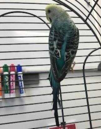 Adopt a Blue Parakeet - Other / Mixed bird in Lincolnton, NC (24704683)