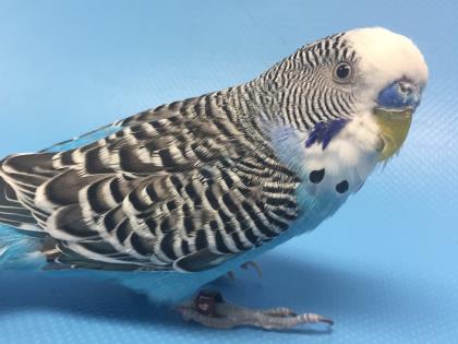Adopt Blue Bird a Parakeet (Other)