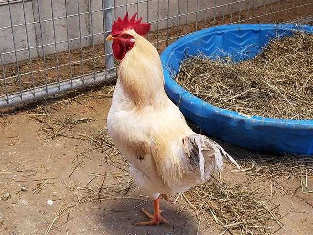 Adopt GEORGE a Buff Chicken / Mixed bird in Union, MO (24649191)