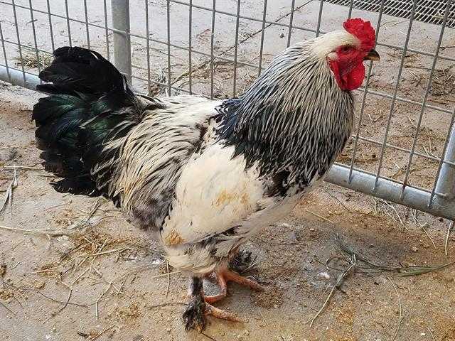 Adopt JOHN a Black Chicken / Mixed bird in Union, MO (24649192)