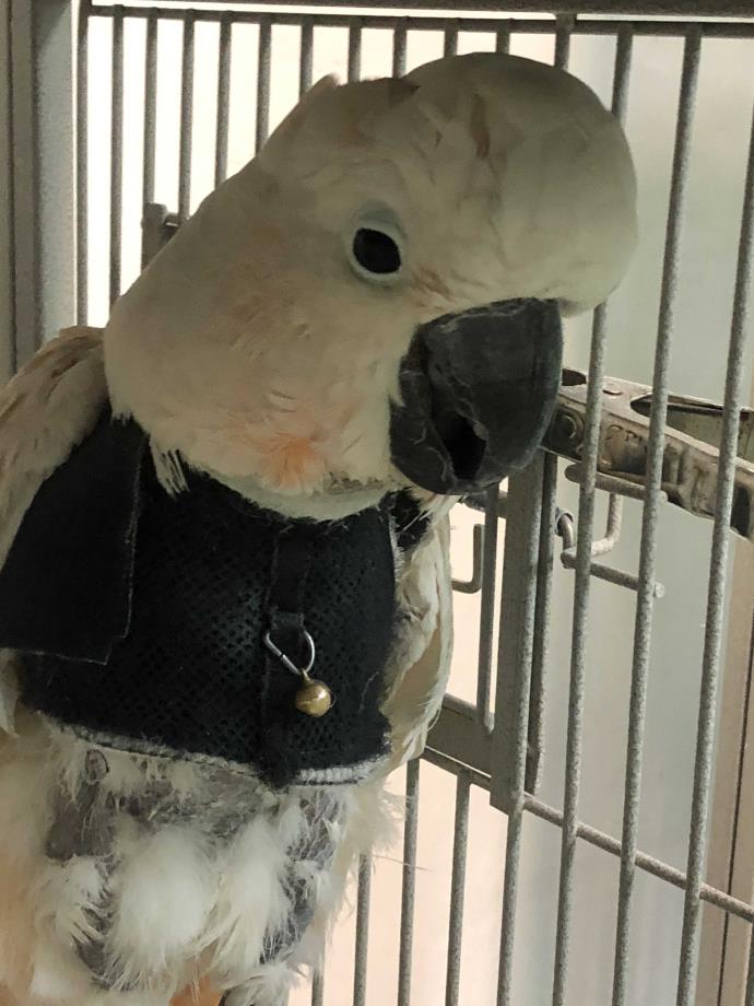 Adopt Skooter a Cockatoo bird in Punta Gorda, FL (24620926)