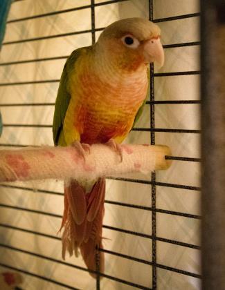Adopt Bean a Parakeet (Other), Canary