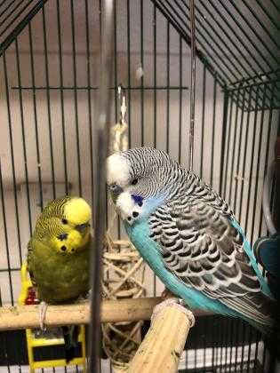 Adopt Pete a Blue Parakeet - Other / Parakeet - Other / Mixed bird in