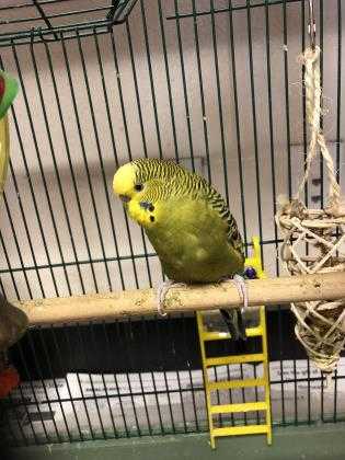 Adopt Ginny a Yellow Parakeet - Other / Parakeet - Other / Mixed bird in