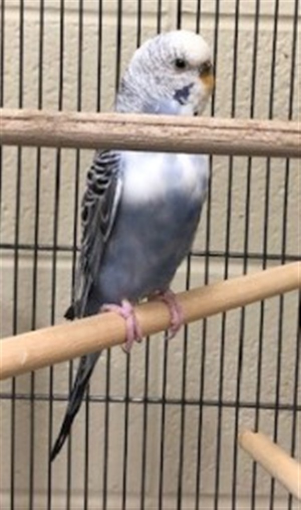 Adopt Euterpe a Parakeet - Other bird in Novato, CA (24827661)
