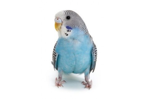 Adopt Sapphire a Parakeet (Other)