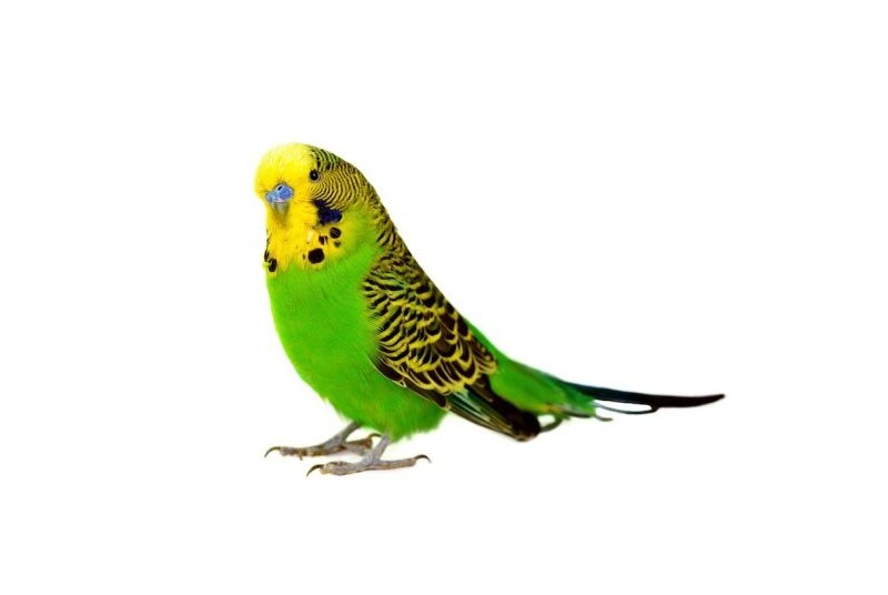 Adopt Jewel a Parakeet (Other)
