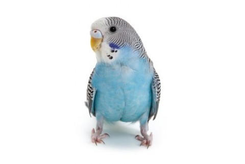 Adopt Crystal a Parakeet (Other)