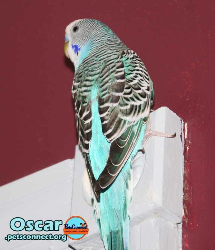 Adopt Oscar a Blue Budgie bird in South Bend, IN (24658729)