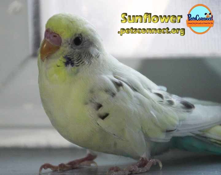 Adopt Sunflower a Yellow Budgie bird in South Bend, IN (24658714)