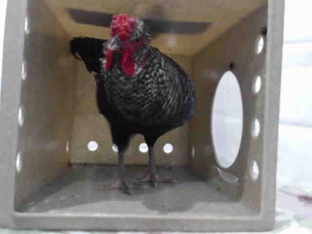 Adopt A5250309 a Chicken