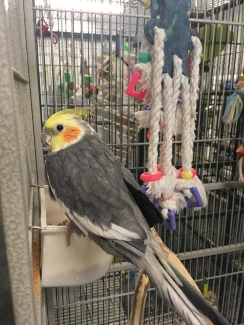 Adopt Louie a Gray Cockatiel bird in Grandview, MO (24653128)